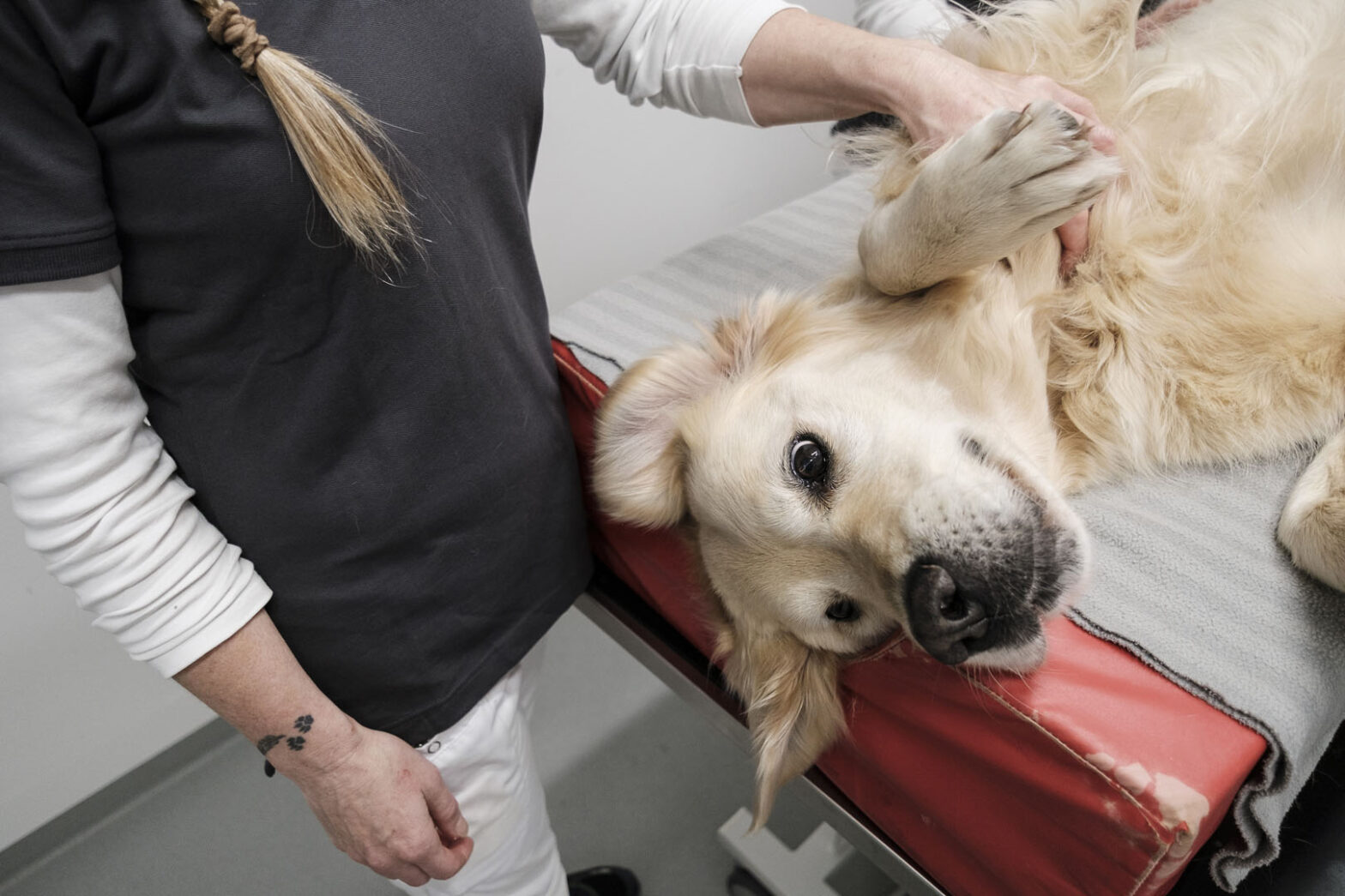 Fysioterapi og massage af hund #medomsorg | Dyrlægegruppen Dania