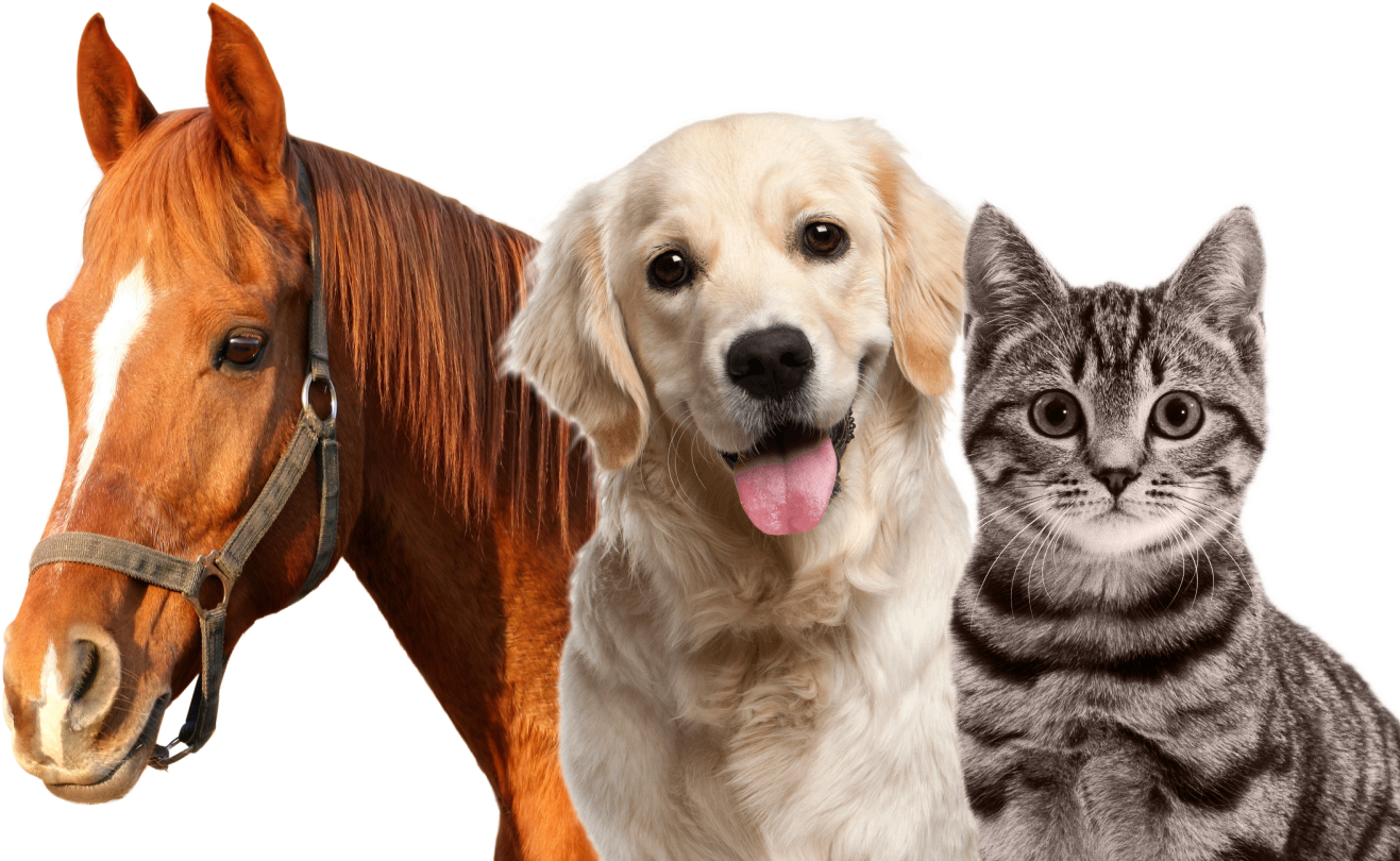 længst Forkortelse tøve Vetplan: Sundhedsordning for dit kæledyr | Dyrlægegruppen Dania