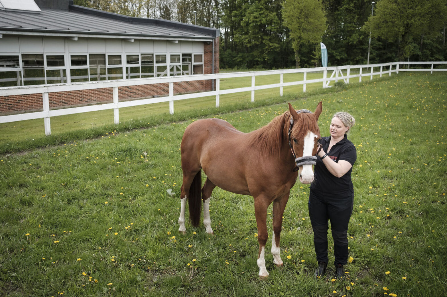 Kiropraktik hos hest: IVCA-udannet kiropraktor | Dyrlægegruppen Dania